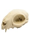 3D-printed cat skull for self-painting (12cm)