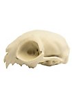 3D-printed cat skull for self-painting (12cm)