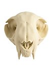 3D-printed cat skull for self-painting (12cm)