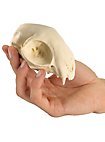 3D-printed cat skull for self-painting (12cm)