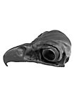 3D-printed Eagle skull for self-painting (16cm)