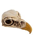 3D-printed Eagle skull for self-painting (16cm)