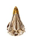 3D-printed Eagle skull for self-painting (16cm)