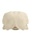 3D-printed Eagle skull for self-painting (16cm)