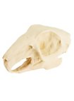 3D-printed rabbit skull for self-painting (10cm)