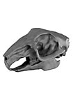 3D-printed rabbit skull for self-painting (10cm)