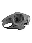 3D-printed rabbit skull for self-painting (10cm)
