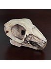 3D-printed rabbit skull for self-painting (10cm)