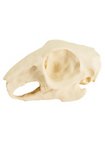 3D-printed rabbit skull for self-painting (10cm)