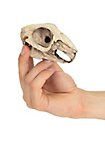 3D-printed rabbit skull for self-painting (10cm)
