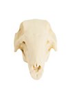3D-printed rabbit skull for self-painting (10cm)