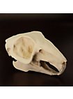 3D-printed rabbit skull for self-painting (10cm)