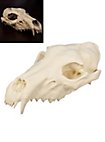 3D-printed wolf skull for self-painting (25cm)