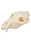 3D-printed wolf skull for self-painting (25cm)
