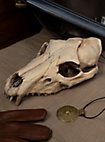 3D-printed wolf skull for self-painting (25cm)