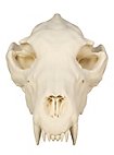 3D-printed wolf skull for self-painting (25cm)