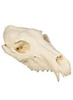 3D-printed wolf skull for self-painting (25cm)