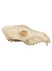 3D-printed wolf skull for self-painting (25cm)