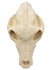3D-printed wolf skull for self-painting (25cm)