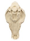 3D-printed wolf skull for self-painting (25cm)