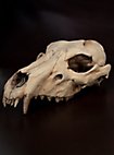 3D-printed wolf skull for self-painting (25cm)