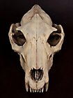 3D-printed wolf skull for self-painting (25cm)