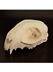 Calavera De Gato Impresa En 3D Para Pintar (12cm)