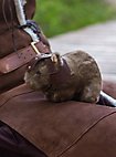 Cobaya de Combate - Louis