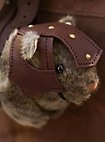 Cobaya de Combate - Louis