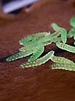 Componente Mágico Arrojadizo - Gusanos de Plaga (20x)