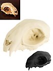 Crâne de chat imprimé en 3D à peindre soi-même (12 cm)