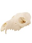 Crâne de renard imprimé en 3D à peindre soi-même (16cm)
