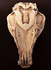 Crâne de renard imprimé en 3D à peindre soi-même (16cm)