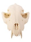 Crâne de renard imprimé en 3D à peindre soi-même (16cm)