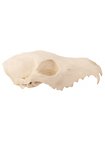 Crâne de renard imprimé en 3D à peindre soi-même (16cm)