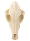Crâne de renard imprimé en 3D à peindre soi-même (16cm)