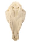 Crâne de renard imprimé en 3D à peindre soi-même (16cm)