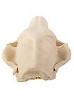 Crâne de renard imprimé en 3D à peindre soi-même (16cm)