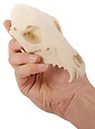 Crâne de renard imprimé en 3D à peindre soi-même (16cm)