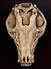 Crâne d'loup imprimé en 3D à peindre soi-même (25cm)