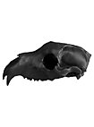 Crâne d'ours imprimé en 3D à peindre soi-même (27cm)