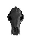 Crâne d'ours imprimé en 3D à peindre soi-même (27cm)