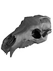 Crâne d'ours imprimé en 3D à peindre soi-même (27cm)