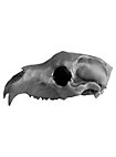 Crâne d'ours imprimé en 3D à peindre soi-même (27cm)