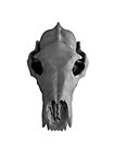 Crâne d'ours imprimé en 3D à peindre soi-même (27cm)