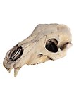 Crâne d'ours imprimé en 3D à peindre soi-même (27cm)