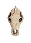 Crâne d'ours imprimé en 3D à peindre soi-même (27cm)