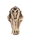 Crâne d'ours imprimé en 3D à peindre soi-même (27cm)