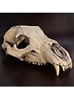 Crâne d'ours imprimé en 3D à peindre soi-même (27cm)