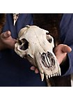 Crâne d'ours imprimé en 3D à peindre soi-même (27cm)
